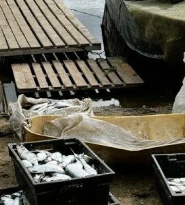 На Одещині затримали браконьєрів з уловом на 2,9 млн грн