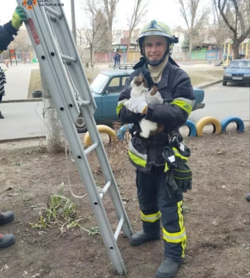 У Запоріжжі рятувальники зняли з дерева переляканого кота-верхолаза (ФОТО)
