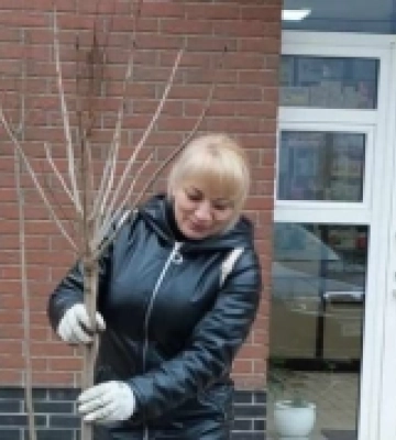 У Рахові висадили алею з декоративних дерев