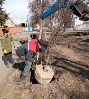 У Полтаві почали весняну висадку дерев та кущів