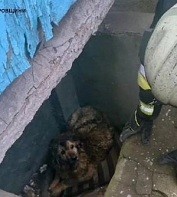 На Днепропетровщине спасатели достали из ямы собаку
