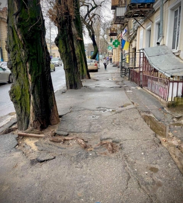 В центрі Одеси провели санітарну обрізку дерев