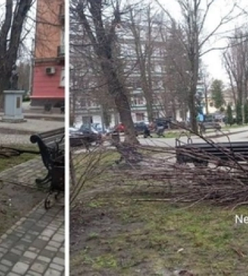 Дерева кронували, а гілля не прибрали: у центрі Луцька захаращили сквер 