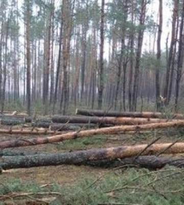 На Волині чоловік, який зрізав у лісі 5 сосон, отримав умовне покарання