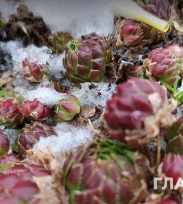 В одній з областей України очікуються заморозки