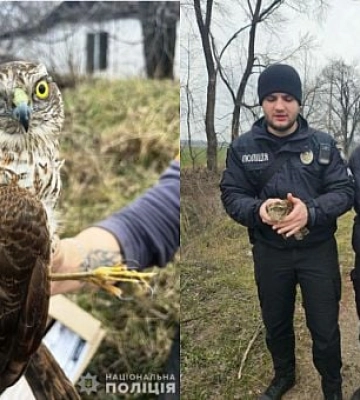 На Дніпропетровщині поліцейські та волонтери врятували яструба зі зламаним крилом