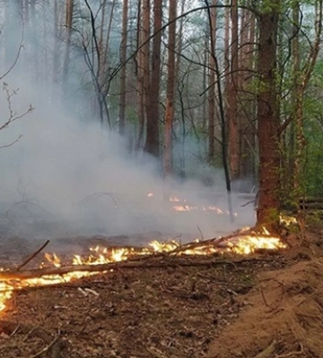 Стало відомо, яких збитків завдали лісам війна, пожежі й вирубка дерев