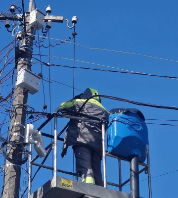 У Рівному комунальників оштрафували за неправильне кронування дерев