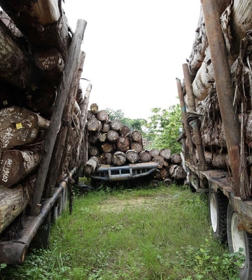 Стало відомо, яких збитків завдали лісам війна, пожежі й вирубка дерев