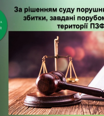 Нелегальний лісоруб має сплатити 800 тис. грн за зрубані дерева у ландшафтному парку