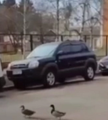 У Дніпрі водій джипа розчавив качок, які переходили дорогу