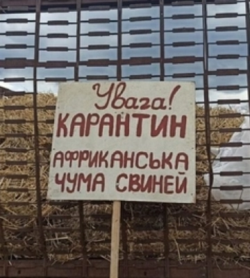 У місті на Волині вулицями розгулюють зграї собак