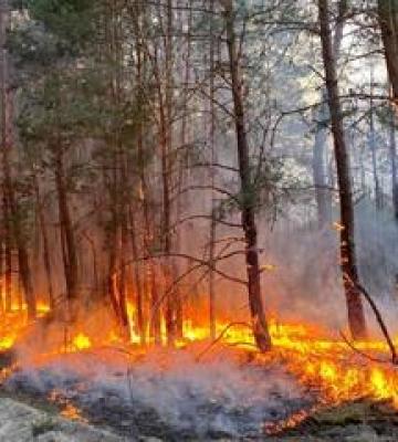 В екосистемах Полтавщини різко зросла кількість пожеж
