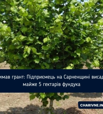 Отримав грант: Підприємець на Сарненщині висадить майже 5 гектарів фундука