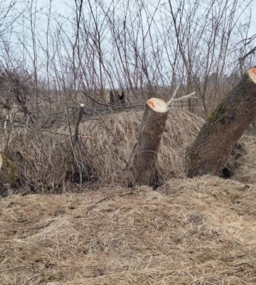 Фахівці Держекоінспекції виявили десятки порубаних дерев на Сумщині