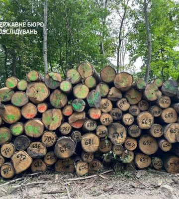 Голова Волинського апеляційного суду Віктор Гапончук став на бік чорних лісорубів, що пиляли дуби в нацпарку «Цуманська пуща» на Волині 