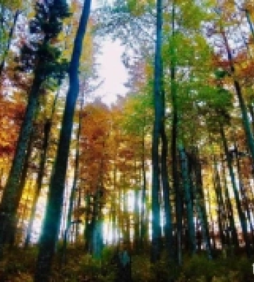 Відомий свалявський фотомитець показав красу закарпатських лісів. ФОТО
