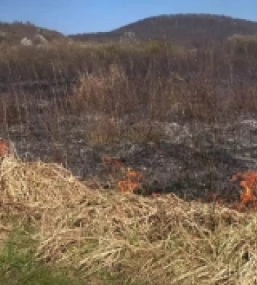 На Закарпатті з початку року сталося 146 пожеж сухої трави