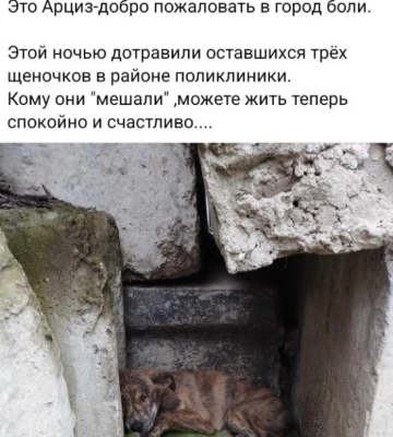 В Одеській області невідомі отруїли собак