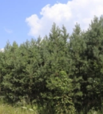 На Рівненщині хочуть легалізувати ліси-самосіви. Про скільки гектарів йдеться