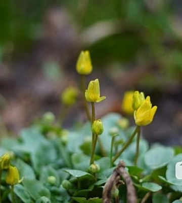 Мінлива хмарність та без опадів: якою буде погода на вихідних у Кривому Розі