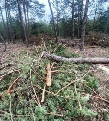 На Рівненщині спіймали зловмисника, який зрізав п`ять сосен