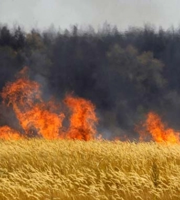 Почастішали пожежі сухої трави: рятувальники Тернопільщини закликають дотримуватися правил поводження з вогнем