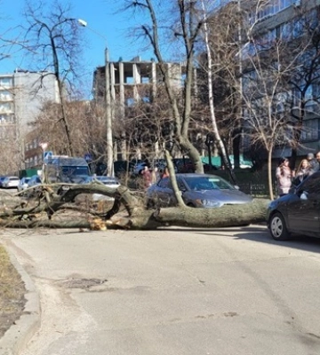В Одесі через повалені дерева ускладнений проїзд вулицями: які адреси