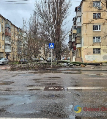 В Одесі через повалені дерева ускладнений проїзд вулицями: які адреси
