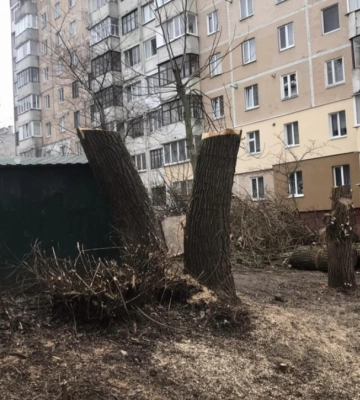 У Тернополі через голову ОСББ знищили дерева