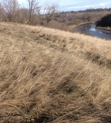 На Кам’янщині, де росте ковила, будуть створювати ботанічну пам’ятку природи