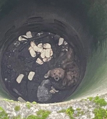 На Дніпропетровщині поліцейські врятували життя песику