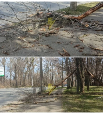 У Чернівцях на вулиці Січових Стрільців впало дерево і ледь не розчавило перехожого