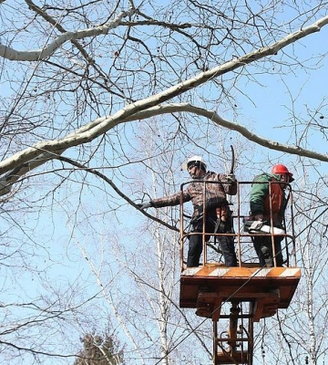 У Тернополі виділяють 810000 грн на «санітарну підрізку дерев»