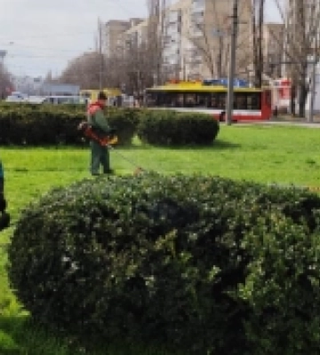 Двісті тисяч весняних квітів незабаром прикрасять Одесу