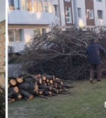 У Луцьку покарали голову ОСББ, яка неправильно обрізала дерева