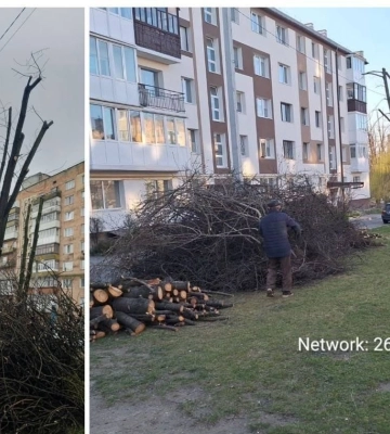 У дворі луцького будинку самовільно зрізали гілля дерев (ФОТО)