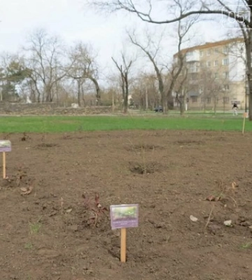 У низці парків Миколаєва невідомі викрадають з клумб квіти