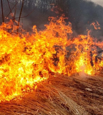 У Луцькому районі горів сухостій – гасили підручними засобами 