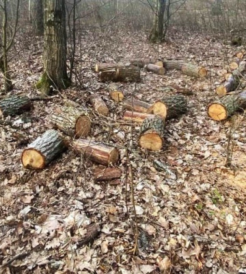 На Рівненщині викрили три факти незаконної порубки лісу