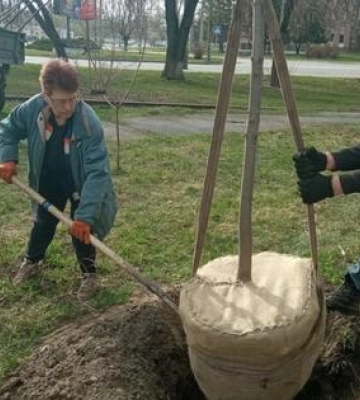У Полтаві активно відбувається озеленення міста