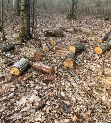 На Рівненщині поліцейські задокументували три випадки незаконної вирубки лісу