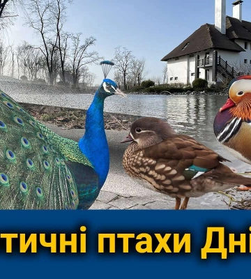 У яхт-клубі &quot;Січ&quot; у Дніпрі можна знайти білих павичів і качок-мандаринок