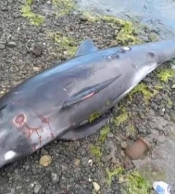 В Черном море из-за военных действий за месяц погибли десятки дельфинов