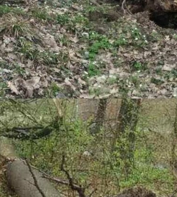 У Львові в парку на Сихові вітер повалив сім дерев
