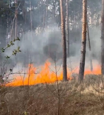 Рівненські патрульні загасили пожежу у лісі