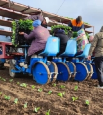 На Миколаївщині почали механізовано висаджувати ранню капусту