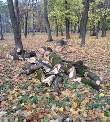 На Сумщині директора комунального підприємства підозрюють у вирубці дерев у заповіднику на 1,6 млн грн