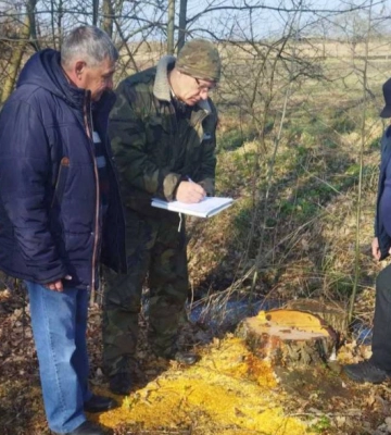 Мешканець громади на Волині відповідатиме за самовільно зрізані дерева