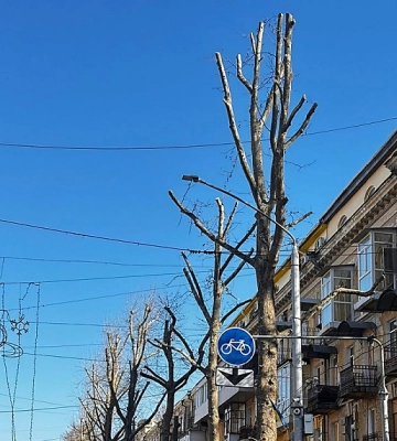 Поліція відкрила кримінальне провадження через варварську обрізку дерев у центрі міста